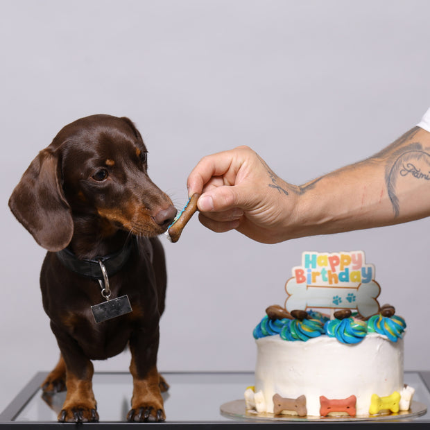 Dog Cake